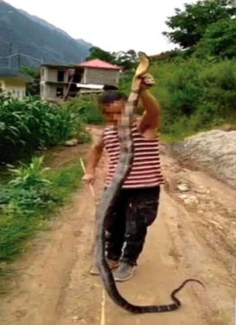 云南一村民捕杀眼镜王蛇煮了吃 被森林公安抓获立案