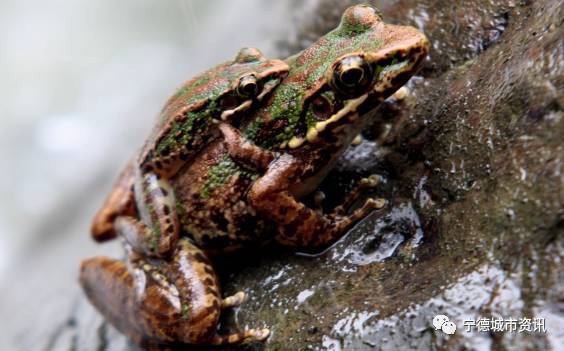 宁德福安兵部尚书刘中藻的故事