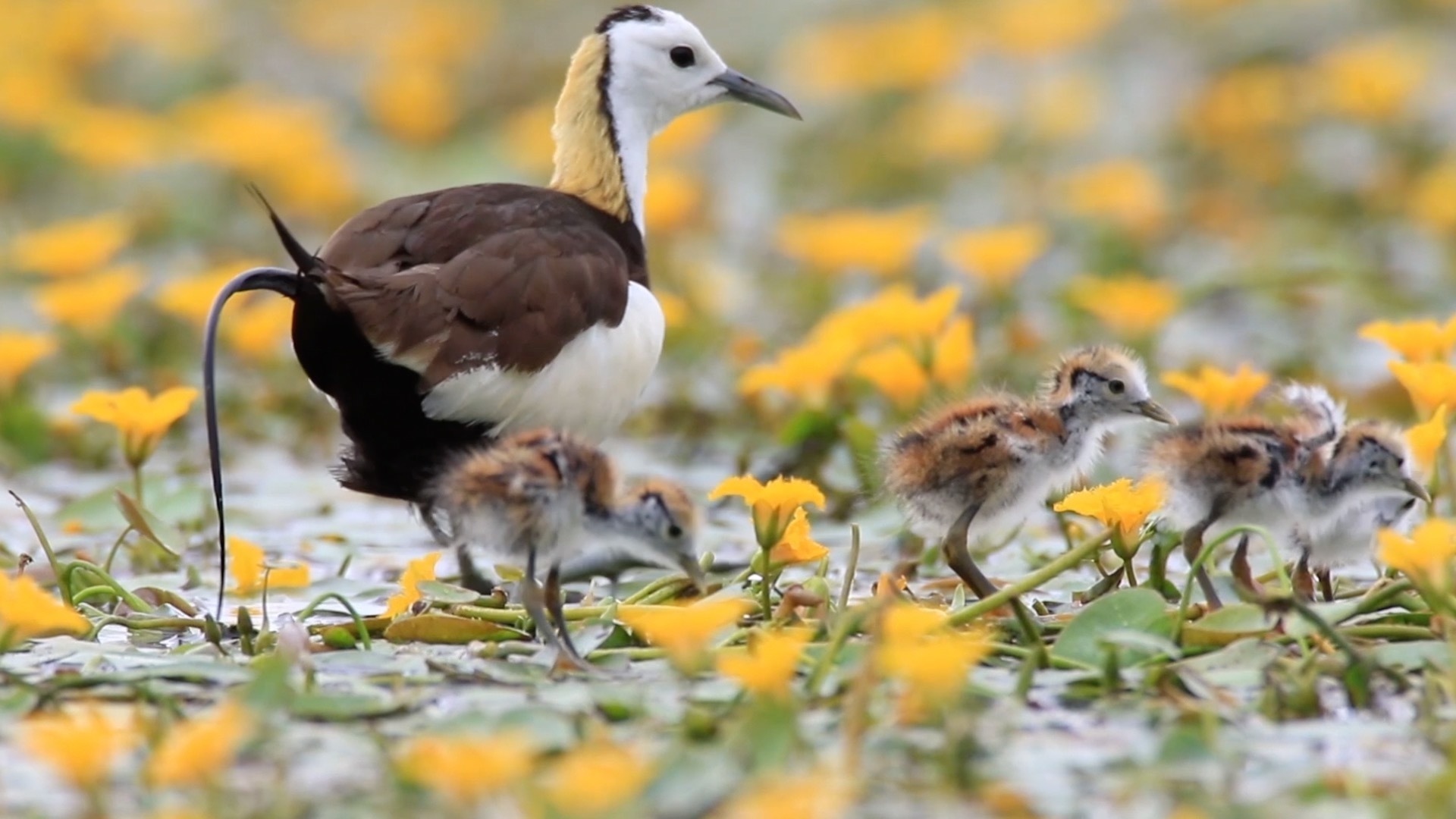 “超级奶爸”花式带娃！近距离看“凌波仙子”水雉孵卵育雏珍贵画面