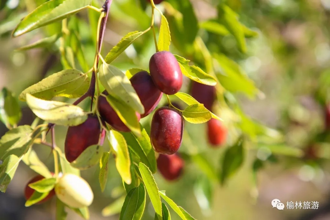 "枣"想约你一起去,榆林·佳县首届红枣采摘节!