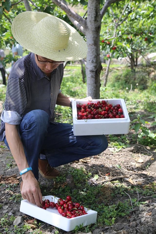震后10年,汶川樱桃登陆农村淘宝,亩产1000美金