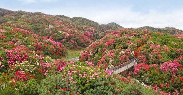 貴州百里杜鵑 - 國家5a級旅遊景區