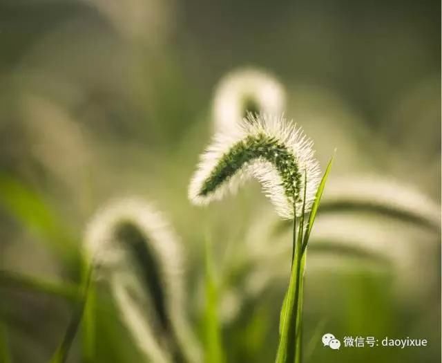 农村人把它当野草扔了,老道医却用它来治病救