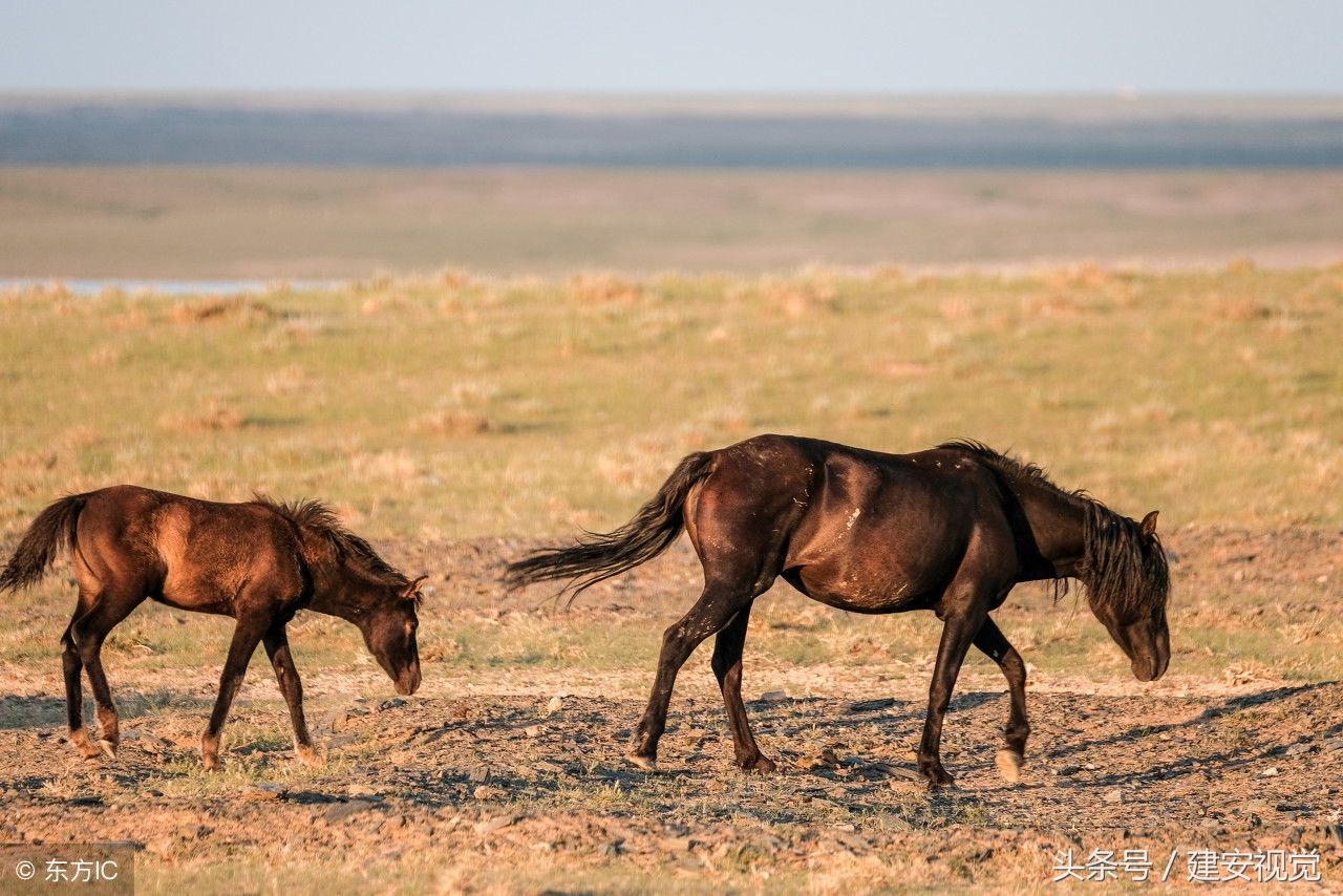 内蒙:二连浩特市发现如来手掌印,占地40000平