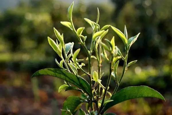 告訴記者,春茶一般指由越冬後茶樹第一輪萌發的芽葉採製而成的茶葉