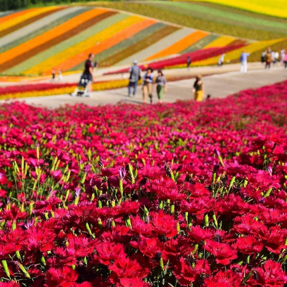 日本抱怨受到观光危害,嫌弃中国游客素质低,日