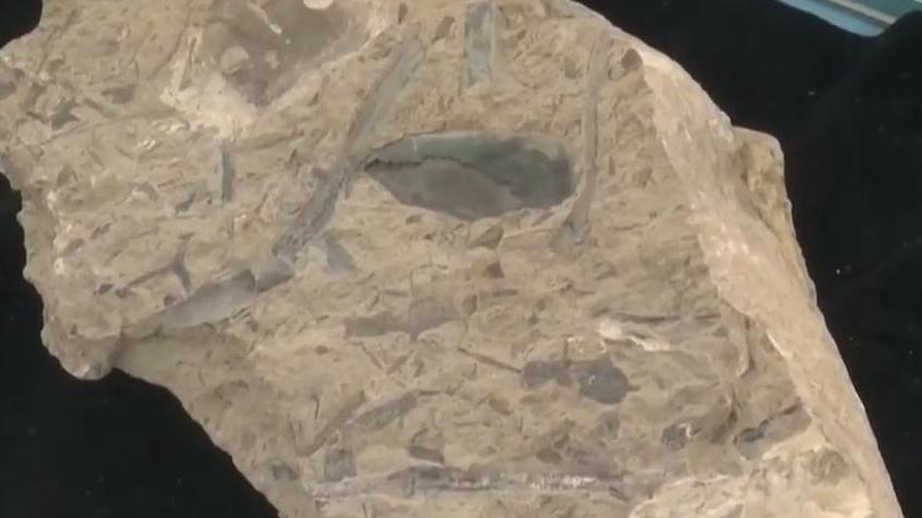 首次发现！人类中耳是从鱼鳃演变而来的