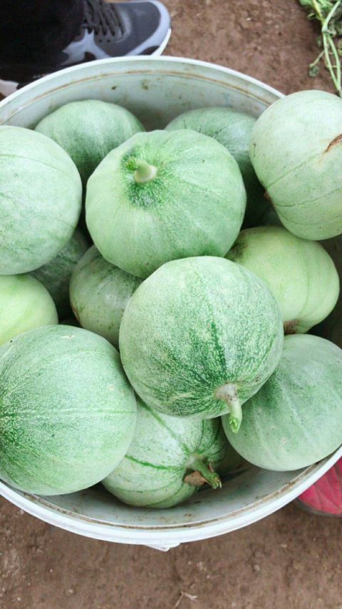 爱心接力!单身母亲的香瓜卖出去了