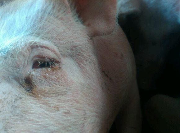 父亲将养了十多年母猪卖给屠夫,畜生流泪跪求,父亲从此不吃猪肉