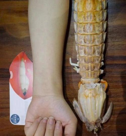 皮皮虾也叫螳螂虾,但叫的最多的还是虾姑.