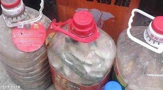 吃剩的西瓜皮别扔,拿来养花,以后再也不用买花