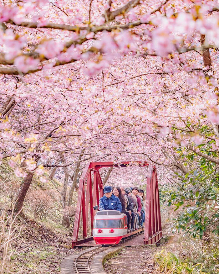 穿越花海的小火车 图片来源:boredpanda