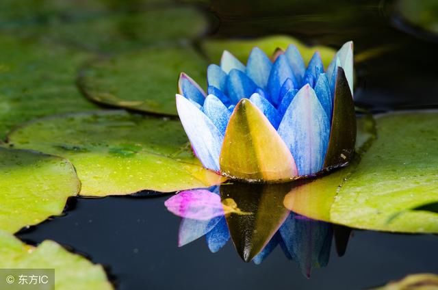 心理测试4朵荷花你喜欢哪朵?测你身上有几分清纯气质