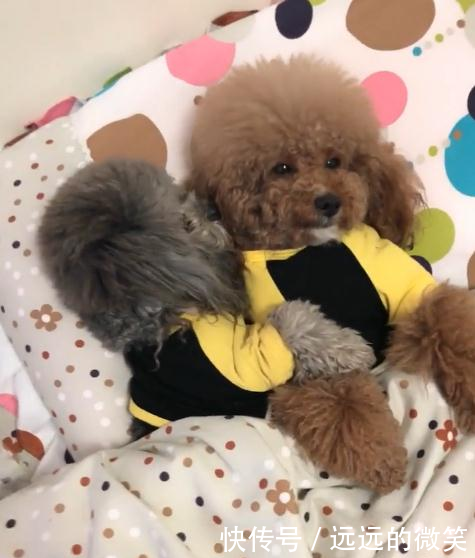 需要主人哄才睡得着的泰迪,真是太可爱了!