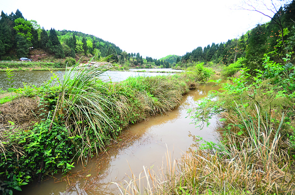 水库旁的野水沟