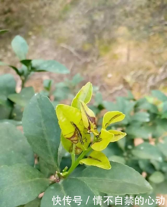 浅谈沙糖桔和沃柑控夏梢保果技术(详细实用,值