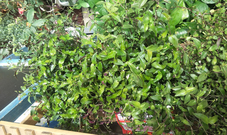 婚纱吊兰图片_油画婚纱吊兰