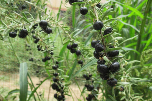 黑枸杞营养价值让人震撼,那它应该拿来怎么吃