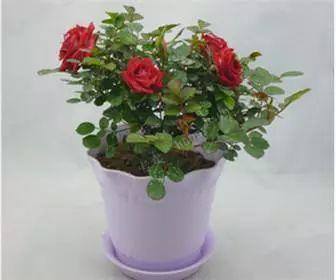 t016a34938b486fc704.jpg?size=336x280