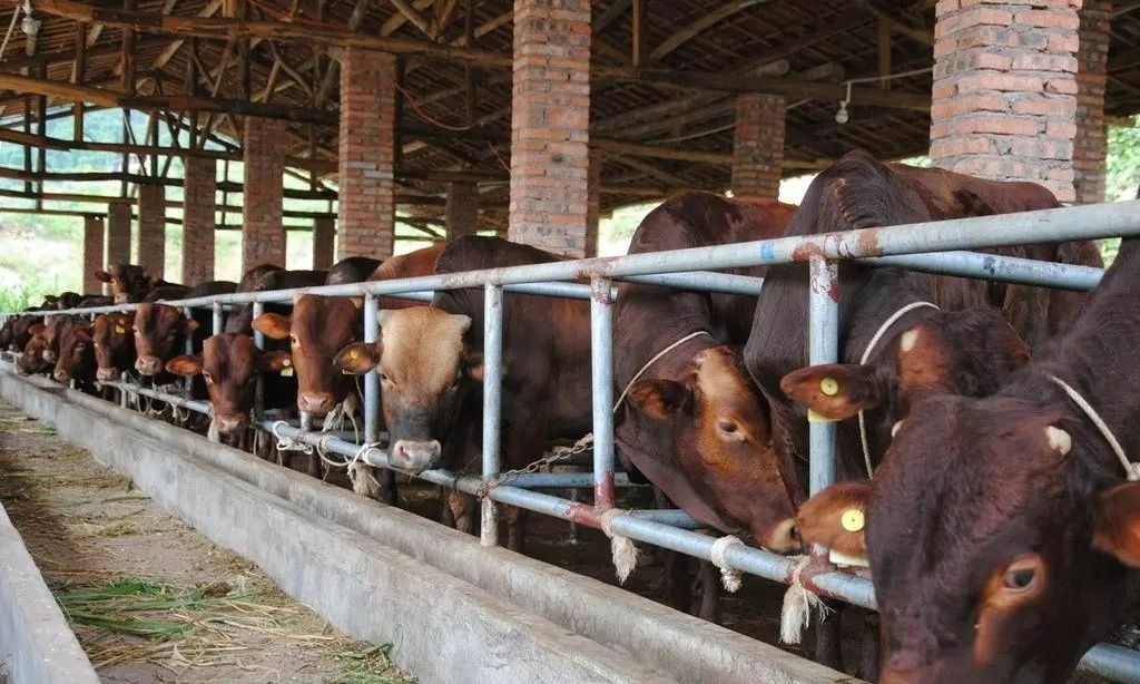 农村小伙排除万难回乡养牛,年收入达到30万!