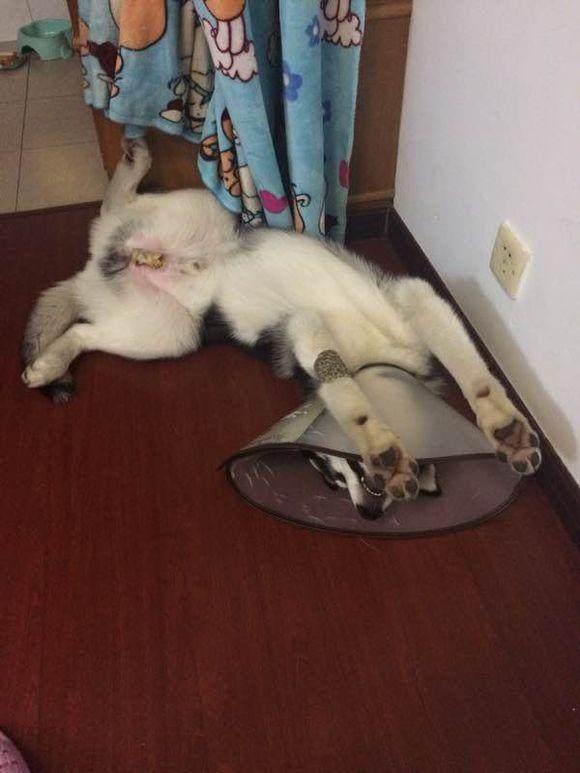 哈士奇此生绝后了,被主人带去做了绝育一脸的无奈