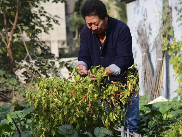 揭秘中国辣王:远赴海外击败印度人,挑战魔鬼辣