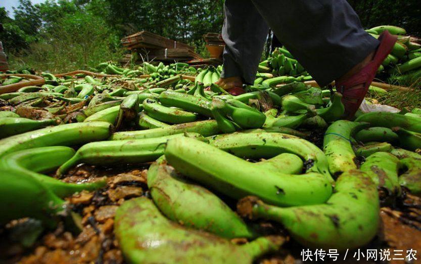 台湾凤梨价格崩盘,大陆高价收购,台官员:火龙果