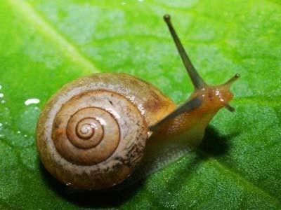 世界上牙齿最多的动物居然是蜗牛!数量大概有