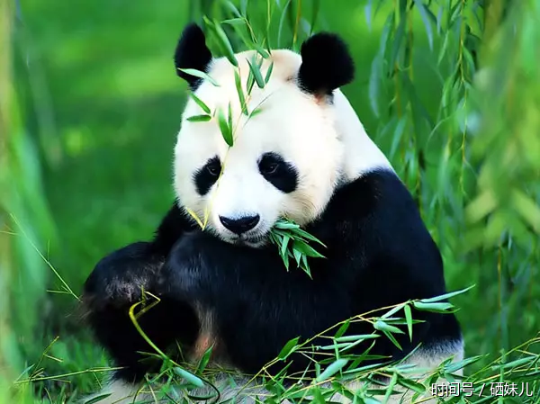 安康旅游:宁陕县启动大熊猫国家公园试点工作