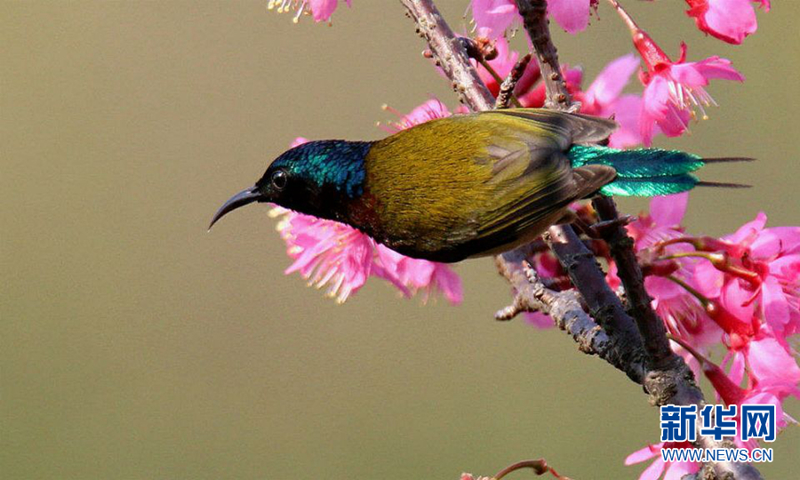 【春意盎然看廣東】韶關:林深不知處 鳥鳴花自開