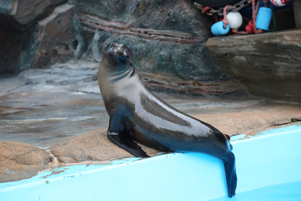 我国首只人工繁育成功的加州小海狮"贝莉"在哈尔滨极地馆首次与游客