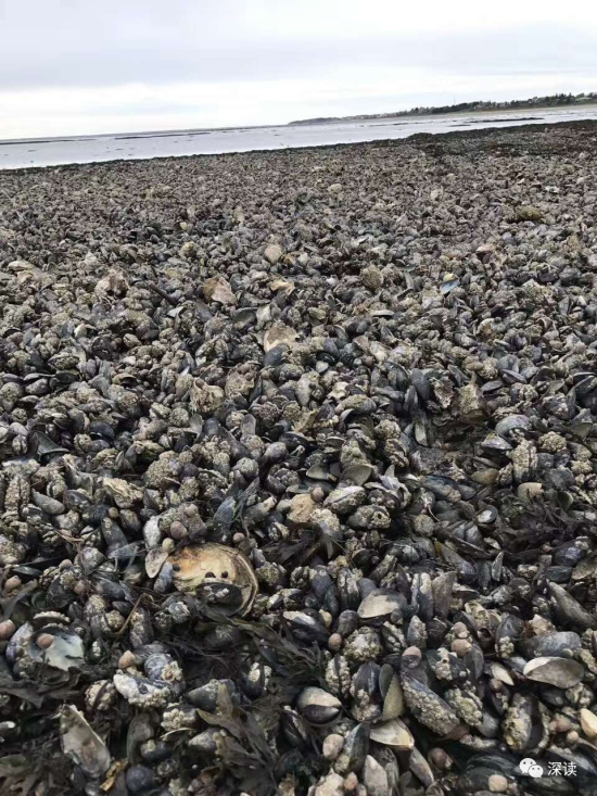 又有华人去挖丹麦生蚝:吃下去有大海的味道