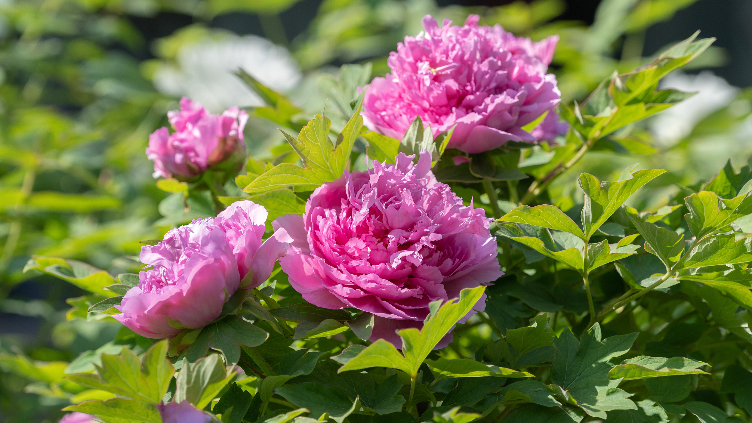 国风韵味!原来牡丹连名字都这么美 国风韵味!原来牡丹连名字都这么美