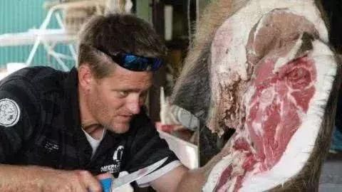 吓人!澳大利亚野猪泛滥成灾,猎到上百头野猪却