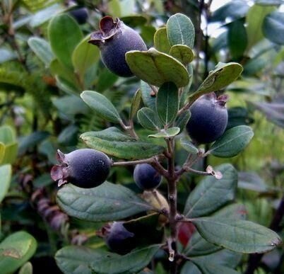 农村里的一种野果,“捻子果” 有滋养补血作用,很多人都不知道