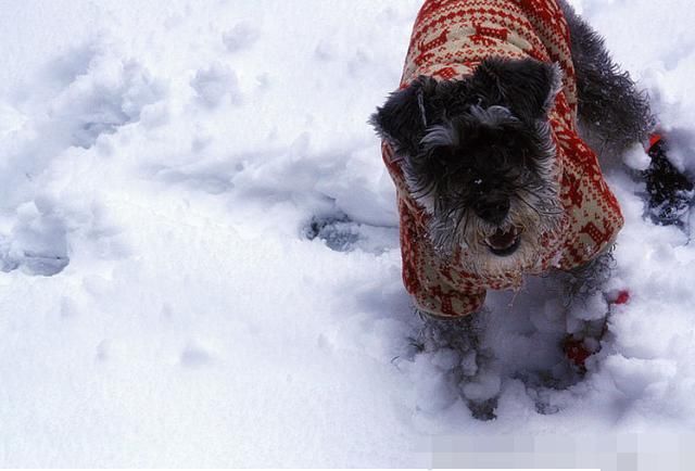 流感大爆发 宠物也中招?!还好不传染主人