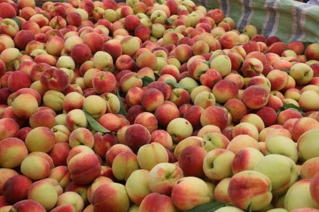 2018\/5\/23精准帮扶见实效革新村桃业产业扶贫