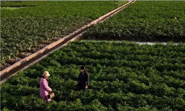 BOSS访谈 | 水墨梨园创始人孙梨、王云:打造诗