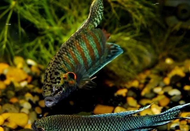 这种鱼吃蚊子幼虫,农村水沟中最常见!现作为观