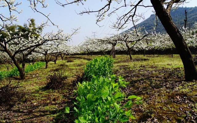 重庆合川双凤镇的梨花已开,三月后花期已不在