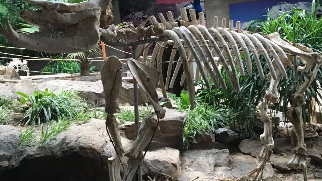 想看冰川遗迹？这个超赞的博物馆太适合带娃！