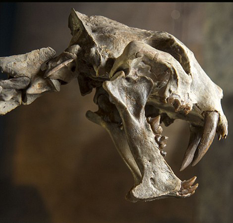 由于鸭嘴龙生活在6500万年到7500万年以前,因此它很