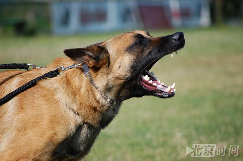 勇斗恶狗40分钟 波兰女子手臂被撕成碎肉