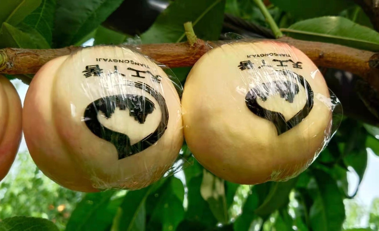 刘家店镇为老党员送福"天工丫髻"文创桃