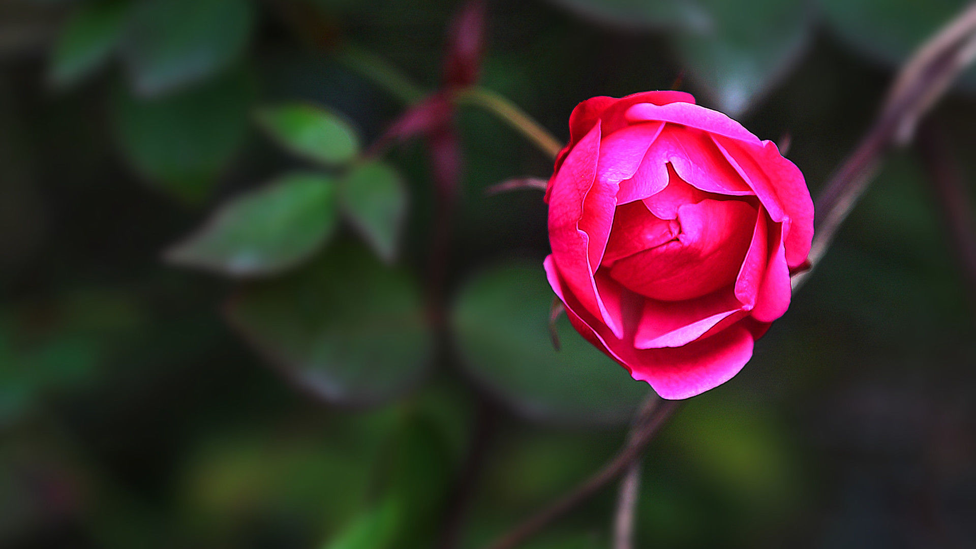 中国红月季花精美高清电脑宽屏壁纸