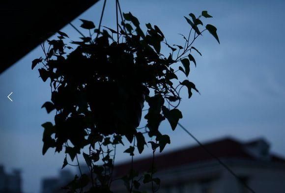 华为P20PRO手机与入门级微单拍照样张对比: