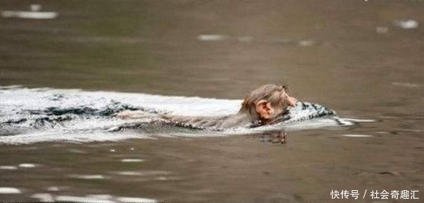 在湖里养了些鸭子,却经常莫名消失,设下圈套竟