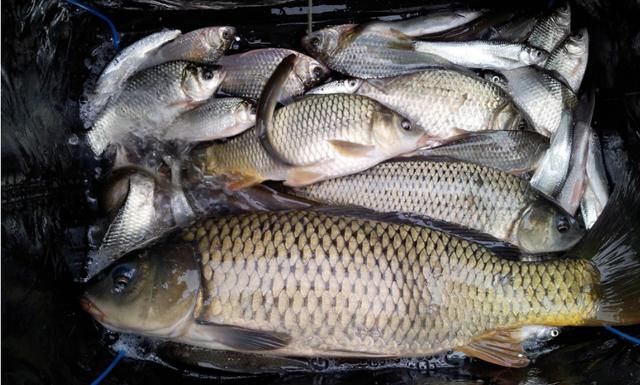 钓鱼水库野钓,配3块钱饵料不停接连上鱼,鱼塘老板为什么赶我走