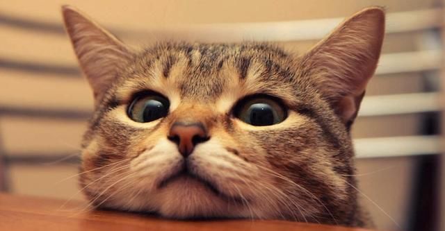 为什么铲屎官都说:狗狗要比猫容易养?到底是养