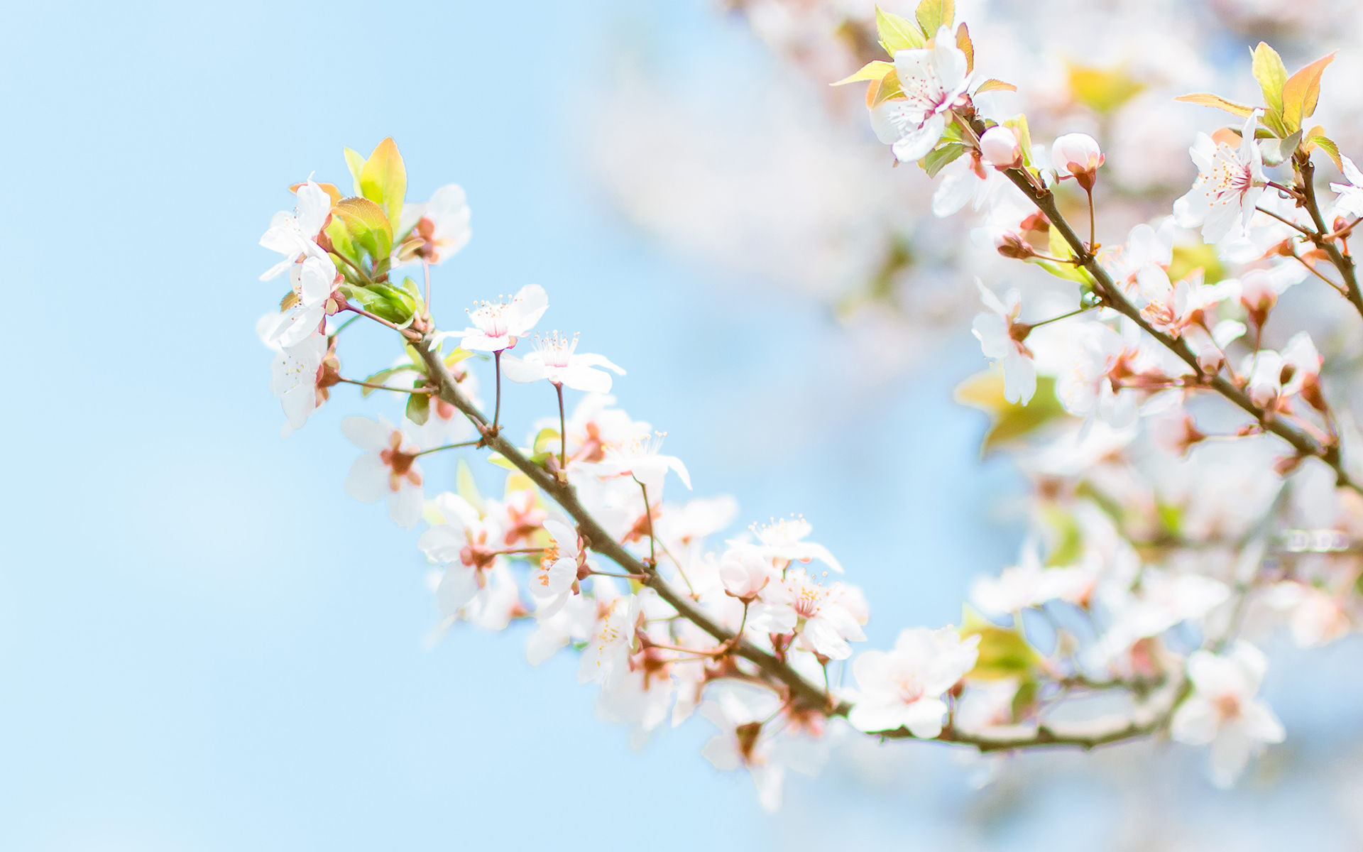 花见的季节,好看的唯美樱花高清桌面壁纸